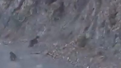 Bolu’da orman yolunda karşılarına çıkan aracı gören anne ayı ve