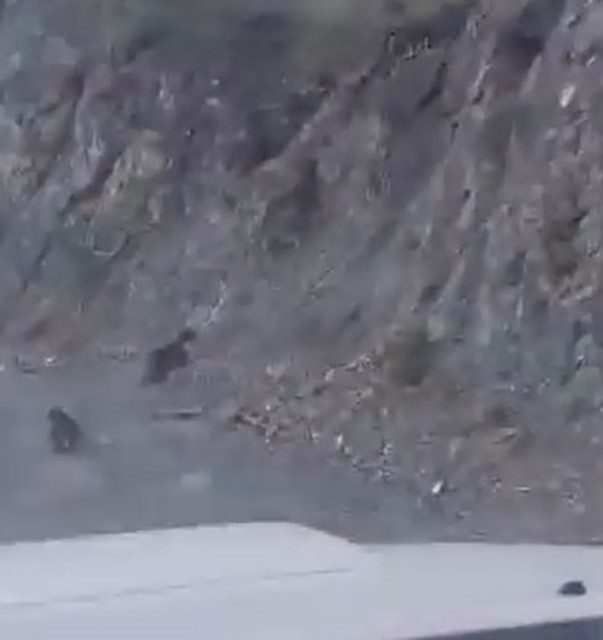 Bolu’da anne ayı ve yavrusu korkuyla dağa tırmandı, o anlar kamerada Bolu’da orman yolunda karşılarına çıkan aracı gören anne ayı ve