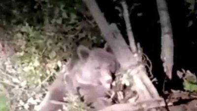 DÜZCE (İHA) – Düzce’de dikenli tellere takılarak mahsur kalan ayı,