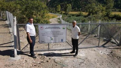 Kastamonu’nun Tosya ilçesinde domuzların sürekli zarar vermesi sebebiyle hasat yapılamayan