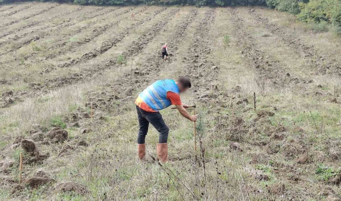 Düzce’de yanan orman alanları “Adalet Ormanı” ile yeniden yeşerecek DÜZCE (İHA) – Düzce’de denetimli serbestlik kapsamındaki yükümlüler, yazın çıkan