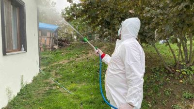 Erenler Belediyesi kahverengi kokarca böceğine yönelik çalışmalarını sürdürüyor. Belediyeden yapılan
