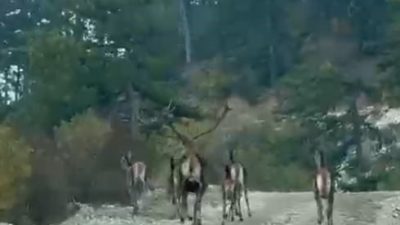 Bolu’nun Göynük ilçesinde orman yolunda gezen geyik sürüsü, bir vatandaşın