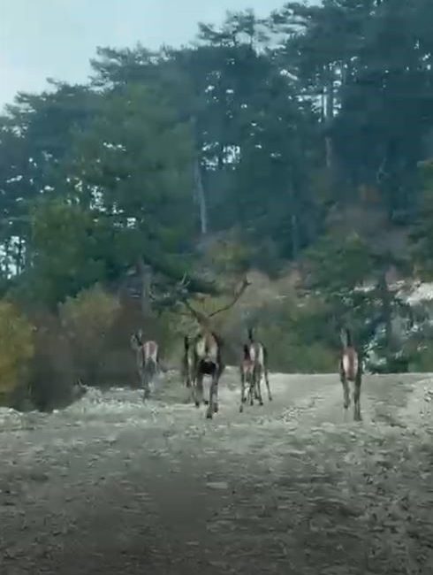 Göynük’te geyik sürüsü kameraya yansıdı Bolu’nun Göynük ilçesinde orman yolunda gezen geyik sürüsü, bir vatandaşın