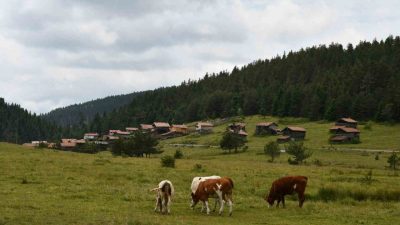 Kastamonu’nun Araç ilçesinde manzaralarıyla ziyaretçilerini büyüleyen yaylalar, hayvancılıkla uğraşan vatandaşların