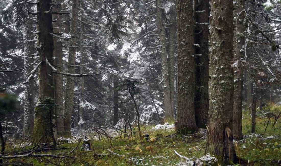 Kastamonu-Çankırı sınırında bulunan Ilgaz Dağı’nda etkili olan kar yağışıyla birlikte
