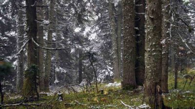 Kastamonu-Çankırı sınırında bulunan Ilgaz Dağı’nda etkili olan kar yağışıyla birlikte