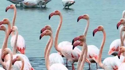 Göçmen kuşların önemli duraklarından biri olan İzmit Körfezi, bu yıl