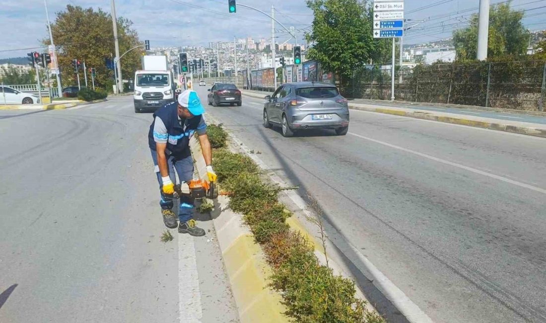 İzmit’te sonbahar budaması Kocaeli’nin İzmit ilçesi Salim Dervişoğlu Caddesi’nde tırpan ve form budama