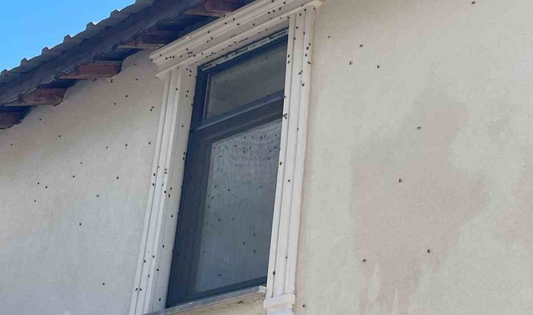 Kahverengi kokarca böceği istilası SAKARYA (İHA) – Türkiye’de ilk olarak 2017 yılında Artvin ile