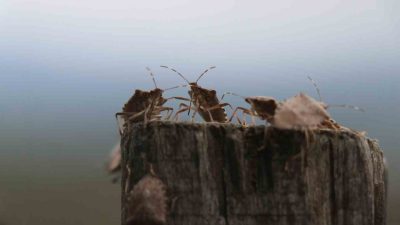 Türkiye’de ilk kez 2017 yılında Artvin ve İstanbul’da görülen kahverengi