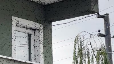 Kahverengi kokarca böceği kabusu geri döndü. Sakarya’nın Ferizli ve Kaynarca