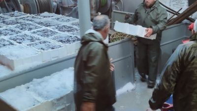 Kastamonu’da balıkçılar tarafından avlanan 440 ton hamsi, kasalarla karaya çıkartılarak