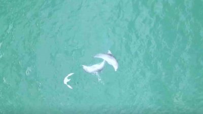 Düzce (İHA) – Düzce’nin Akçakoca ilçesinde, Karadeniz açıklarında adeta dans