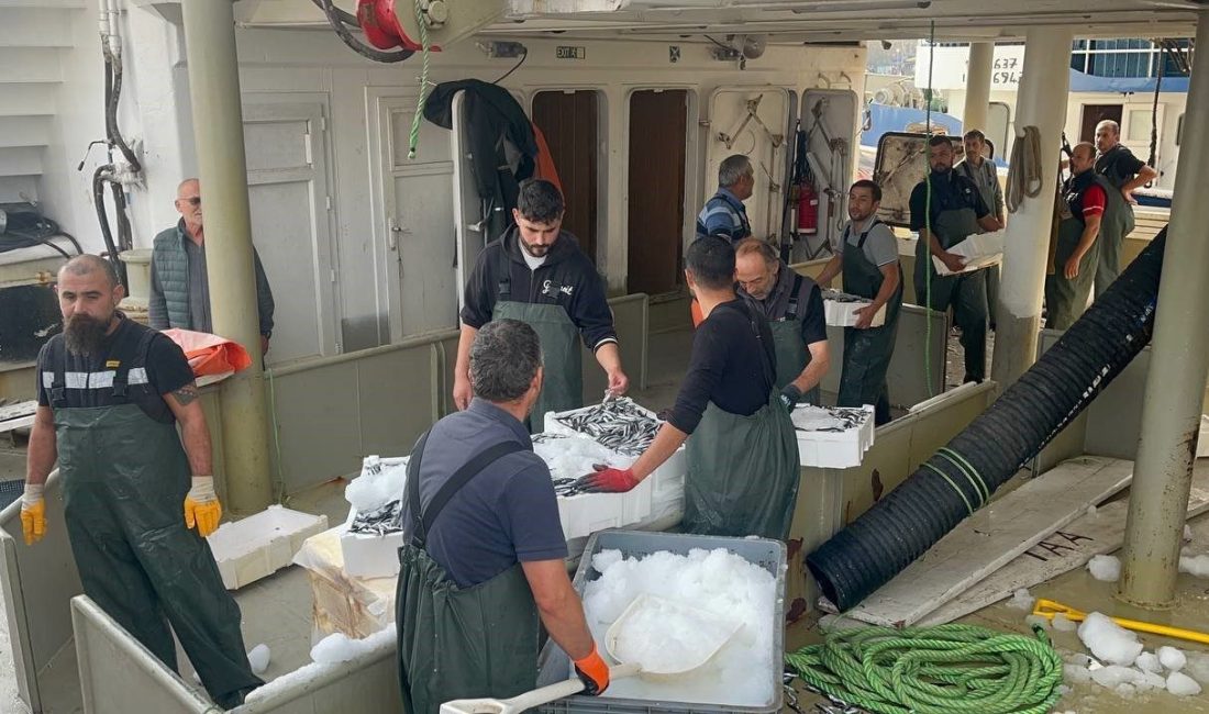 Karadeniz’den kasalarca hamsi çıktı Düzce’nin Akçakoca ilçesinde Karadeniz’e açılan balıkçılar kasalarca hamsi tutarak geri