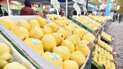 Kartepe Belediyesi, Eşme ayvasını tanıtmak amacıyla 26 Ekim Pazar günü