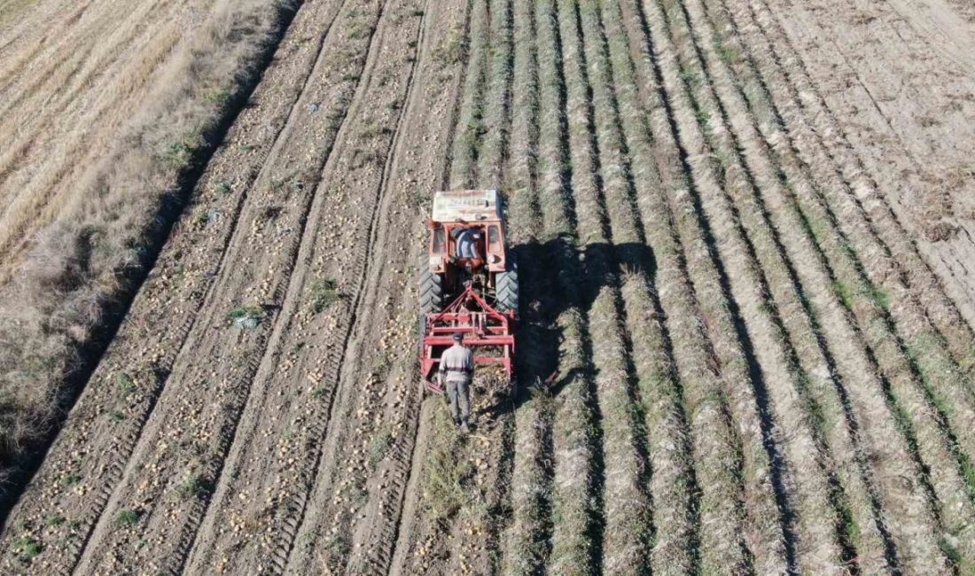 Kastamonu’da 7 bin 400 dekar alanda yetiştirilen 30 bin ton