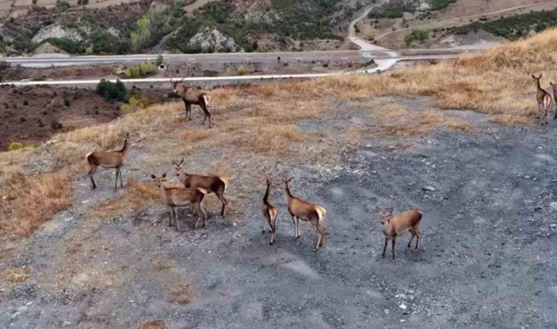 Kastamonu’nda kızıl geyikler kameralara yansıdı Kastamonu’nun Hanönü ilçesinde doğal ortamlarında fotoğraflanan kızıl geyikler, ormanlık alanda