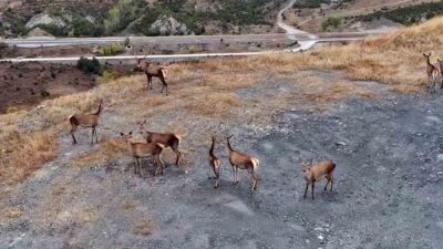 Kastamonu’nun Hanönü ilçesinde doğal ortamlarında fotoğraflanan kızıl geyikler, ormanlık alanda