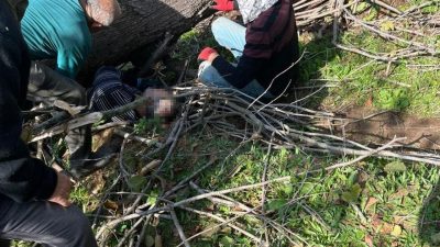 Sakarya’nın Karasu ilçesinde bir kişi, kestiği ağacın altında kalarak yaralandı.