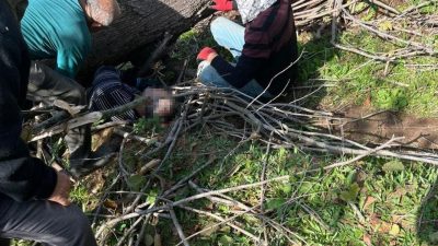 Sakarya’nın Karasu ilçesinde kestiği ağacın altında kalarak yaralanan adam tedavi