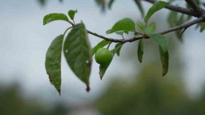 Kocaeli’de kış ayına girilmesine günler kala çiçek açan erik ağaçları
