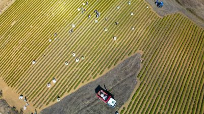 Kocaeli’de yaklaşık 5 yıl önce başlatılan Tıbbi ve Aromatik Bitki