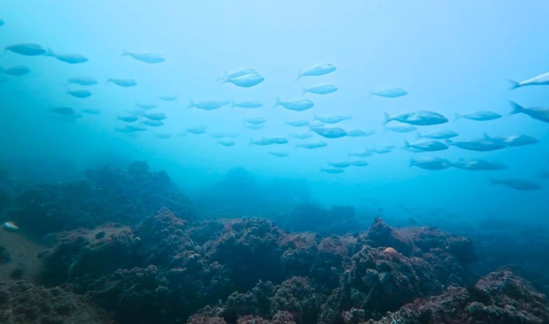Kocaeli Büyükşehir Belediyesi’nin dip çamuru temizliği projesi ile nefes almaya