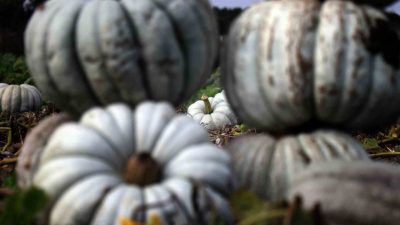 Türkiye’de kabak denilince akla ilk gelen şehir olan Sakarya’da, coğrafi