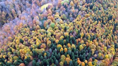 Sakarya’nın Akyazı ilçesinde sonbaharın gelişiyle birlikte ormanlık alanlar sarı, turuncu