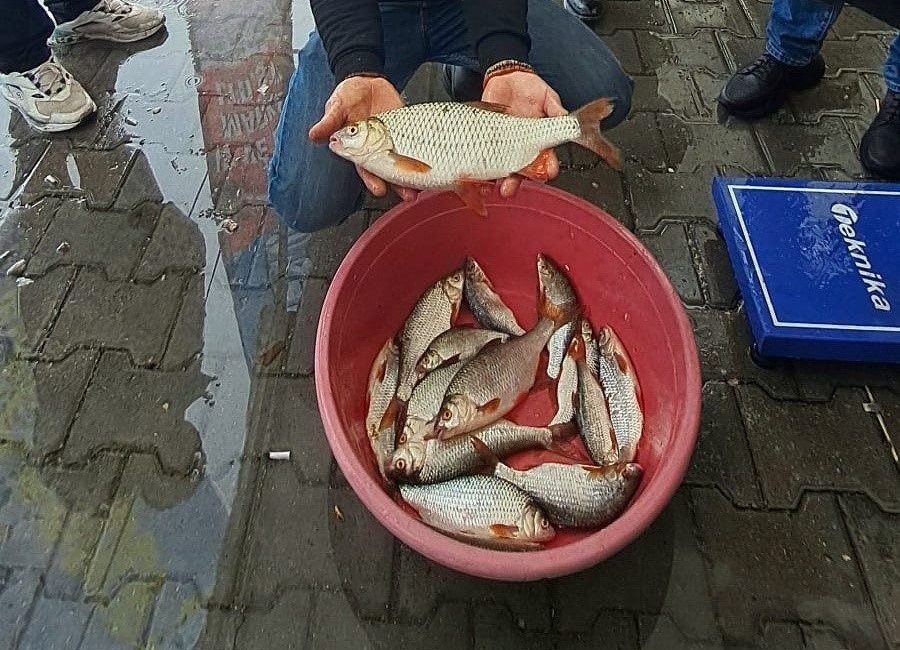 Sapanca Gölü’nde kızılkanat heyecanı: Amatör balıkçılar kıyasıya yarıştı Sakarya’nın Sapanca ilçesinde düzenlenen kızılkanat balığı tutma yarışması, amatör balıkçıların
