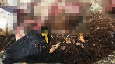 Bilecik’in Pazaryeri ilçesinde sürüden ayrılan koyunlar kurt saldırısına uğradı. Edinilen