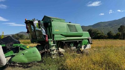 Kastamonu’nun Hanönü ilçesinde TAKE projesi kapsamında ekimi yapılan çeltiğin hasadına