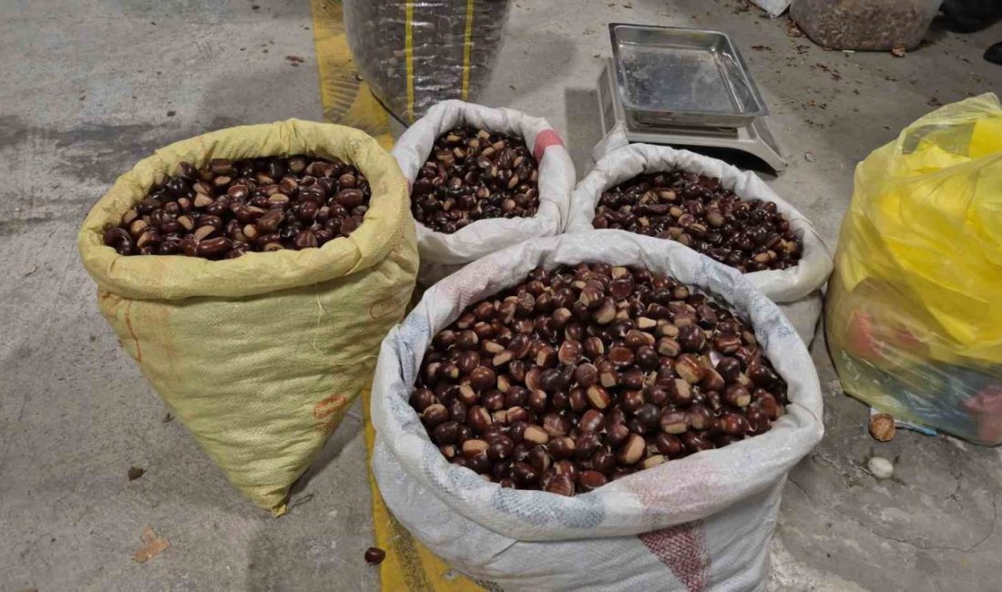 Düzce’nin coğrafi işaret tescilli ürünü kuzu kestanesi sezonun ilk hasadıyla