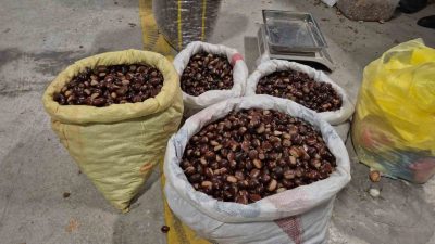 Düzce’nin coğrafi işaret tescilli ürünü kuzu kestanesi sezonun ilk hasadıyla