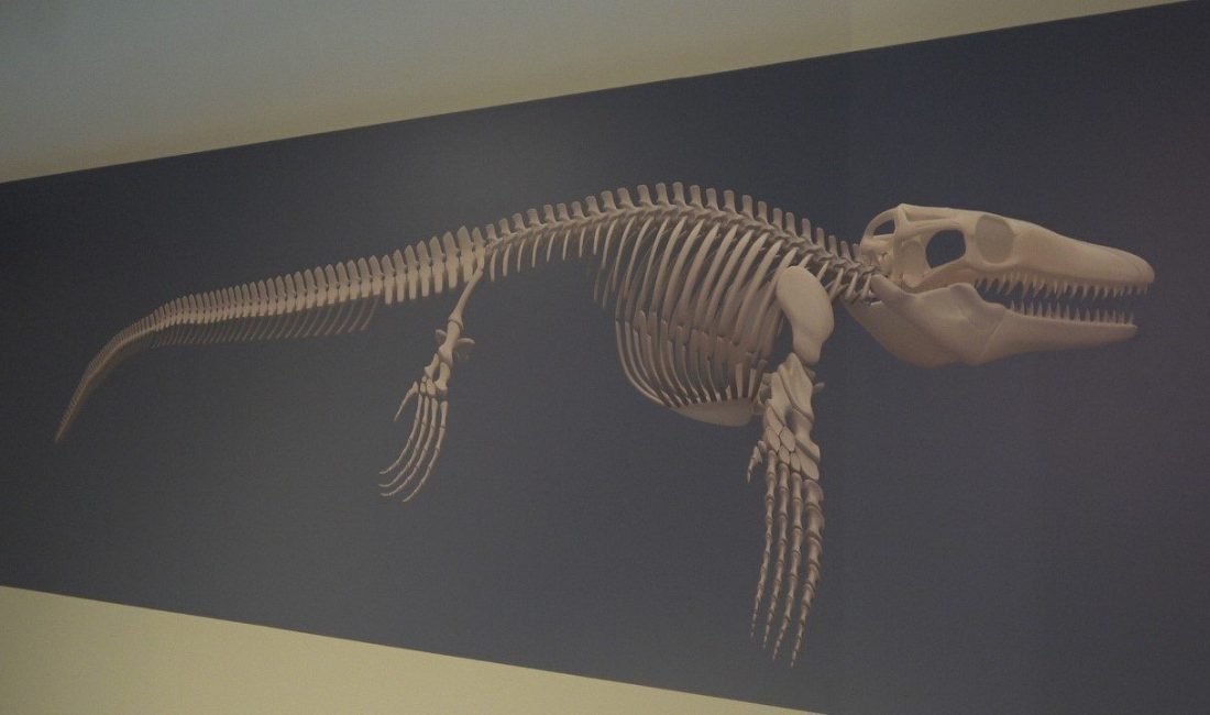 Türk profesör, Asya’da ilk kez keşfedilen “denizlerin dinozoru”nu anlattı Hacettepe Üniversitesi Jeoloji Mühendisliği Bölümü Öğretim Üyesi Prof. Dr. Cemal