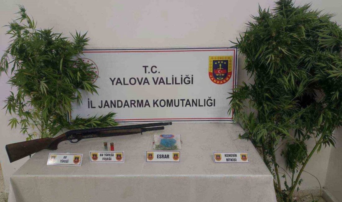 Yalova’nı Altınova ilçesinde düzenlenen uyuşturucu operasyonunda ormanlık alanda uyuşturucu yetiştiren