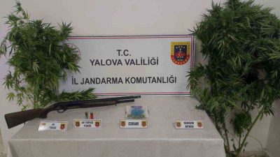 Yalova’nı Altınova ilçesinde düzenlenen uyuşturucu operasyonunda ormanlık alanda uyuşturucu yetiştiren