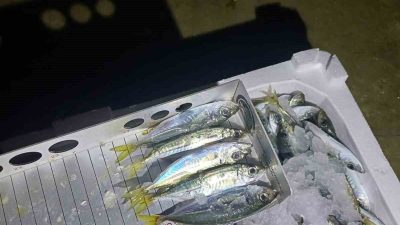 DÜZCE (İHA) – Düzce’nin Akçakoca ilçesinde İlçe Tarım ve Orman