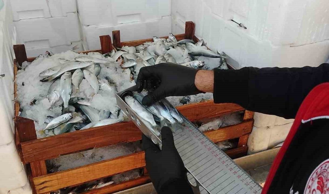 DÜZCE(İHA) – Düzce’nin Akçakoca ilçesinde balıkçı teknelerinde yapılan kontrollerde yasal