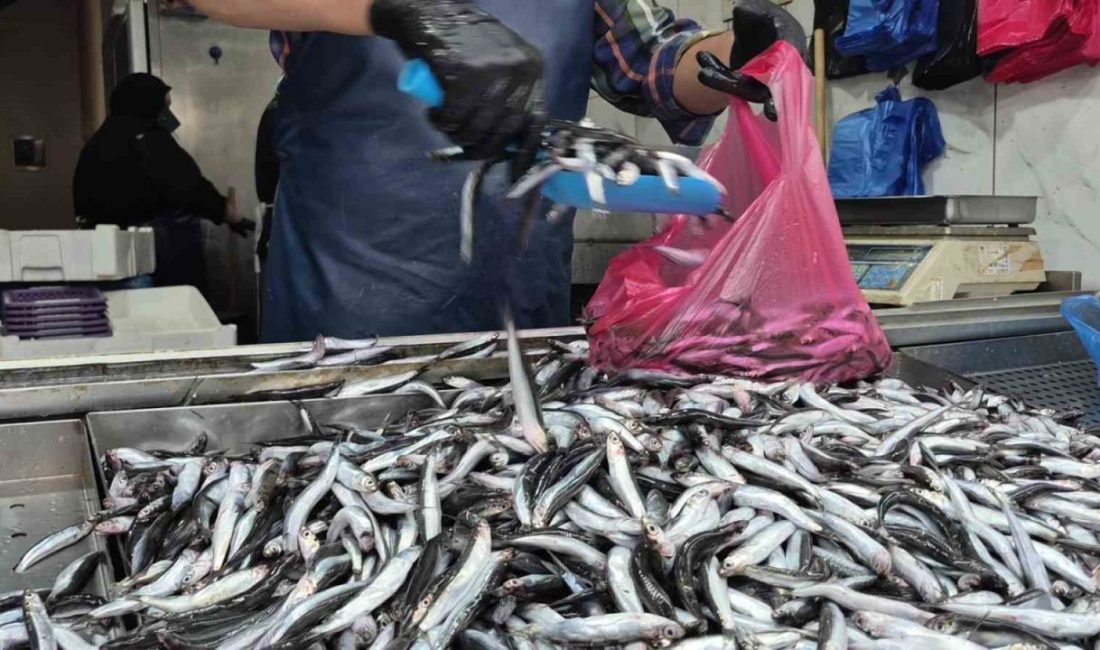 Yaz sıcakları palamudu vurdu, yerini hamsi aldı Yaz mevsiminde yaşanan aşırı sıcaklar nedeniyle deniz suyunun ısınması palamut