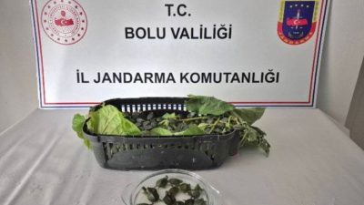 Bolu’da jandarma ekipleri tarafından durdurulan bir yolcu otobüsünün bagajında, ticareti