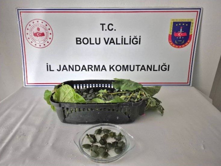 Yolcu otobüsünde 500 yasaklı su kaplumbağası ele geçirildi Bolu’da jandarma ekipleri tarafından durdurulan bir yolcu otobüsünün bagajında, ticareti