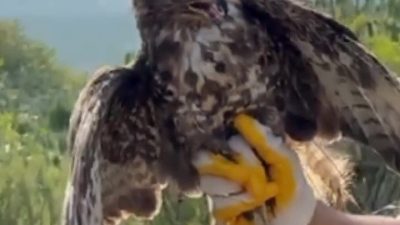 Düzce’nin Gölyaka ilçesinde yüksek gerilim hattına çarparak felç geçiren kızıl