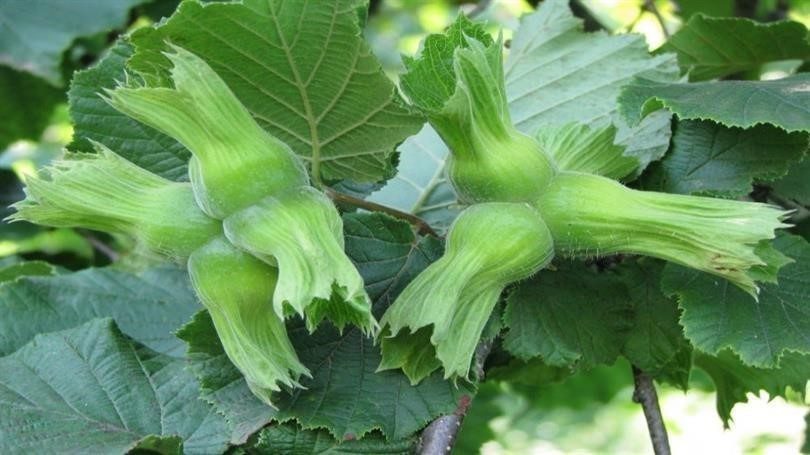 AB ülkelerine 15 bin 760 ton fındık gönderildi DÜZCE (İHA) – Düzce’den yılın ilk yarısında Avrupa Birliği (AB)