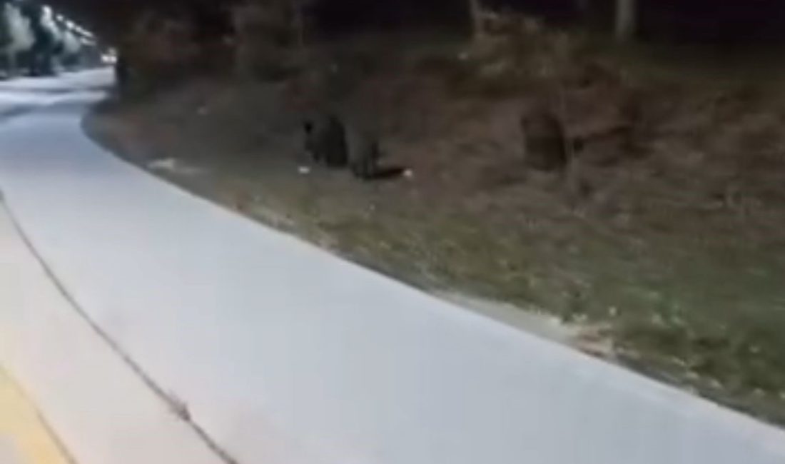 Bolu Abant İzzet Baysal Üniversitesi (BAİBÜ) kampüsüne aç kalan domuz