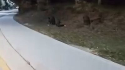 Bolu Abant İzzet Baysal Üniversitesi (BAİBÜ) kampüsüne aç kalan domuz