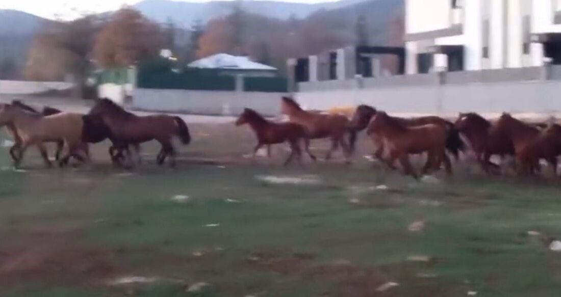 Bolu’da aç kalan yılkı atları şehir merkezine indi. O anlar