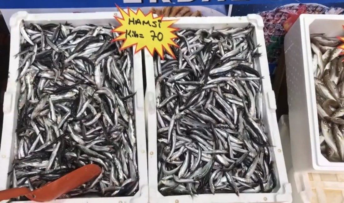 Akçakoca’dan balık tüketicilerine uyarı: “Buzhane balığına dikkat” Akçakoca Balıkçı Barınağı Başkanı Mustafa Karakaş, “Havalar soğuduğu zaman avcılık