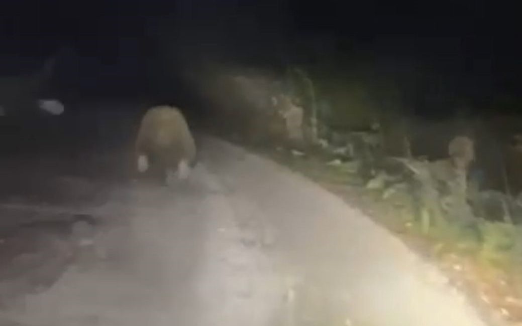 Aracın ışıklarından korkan ayı böyle kaçtı Bolu’da bir aracın önüne çıkan ayının ışıktan korkup koşarak uzaklaşması